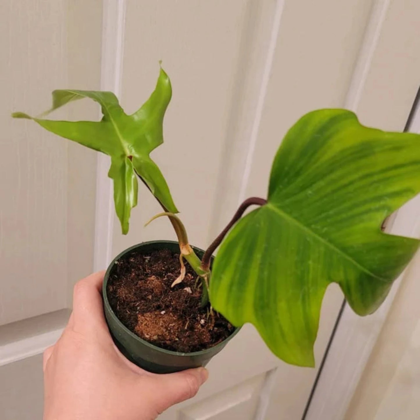 Philodendron Florida Beauty Red Stem - 4''