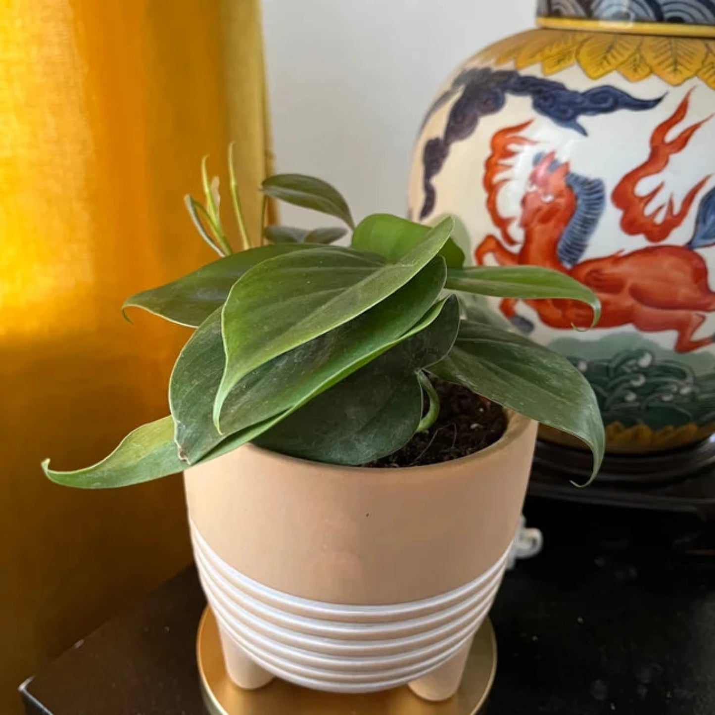 Philodendron Cordatum - 4"