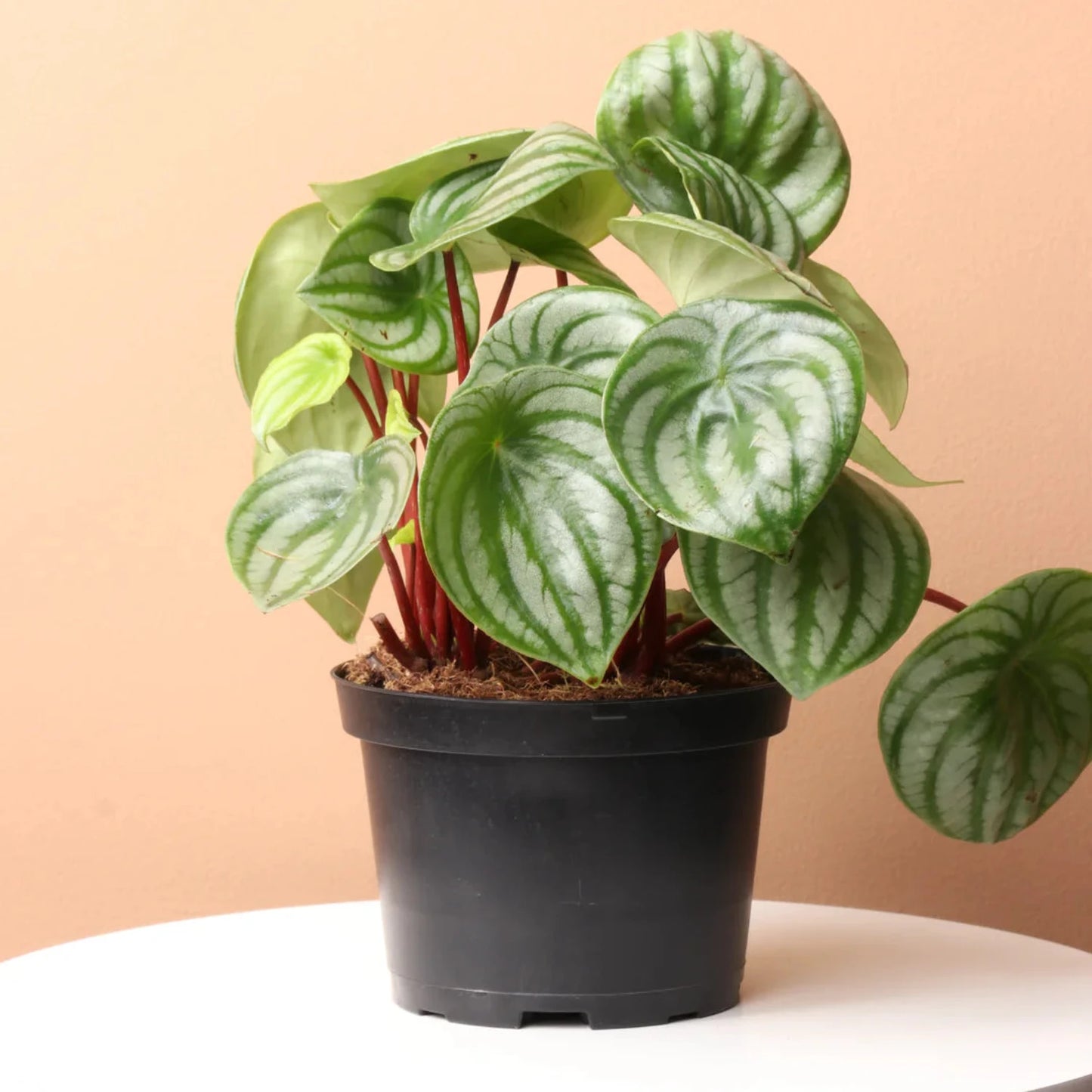 Watermelon Peperomia - 4''