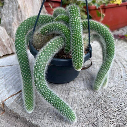 Monkey Tail Cactus - 4"