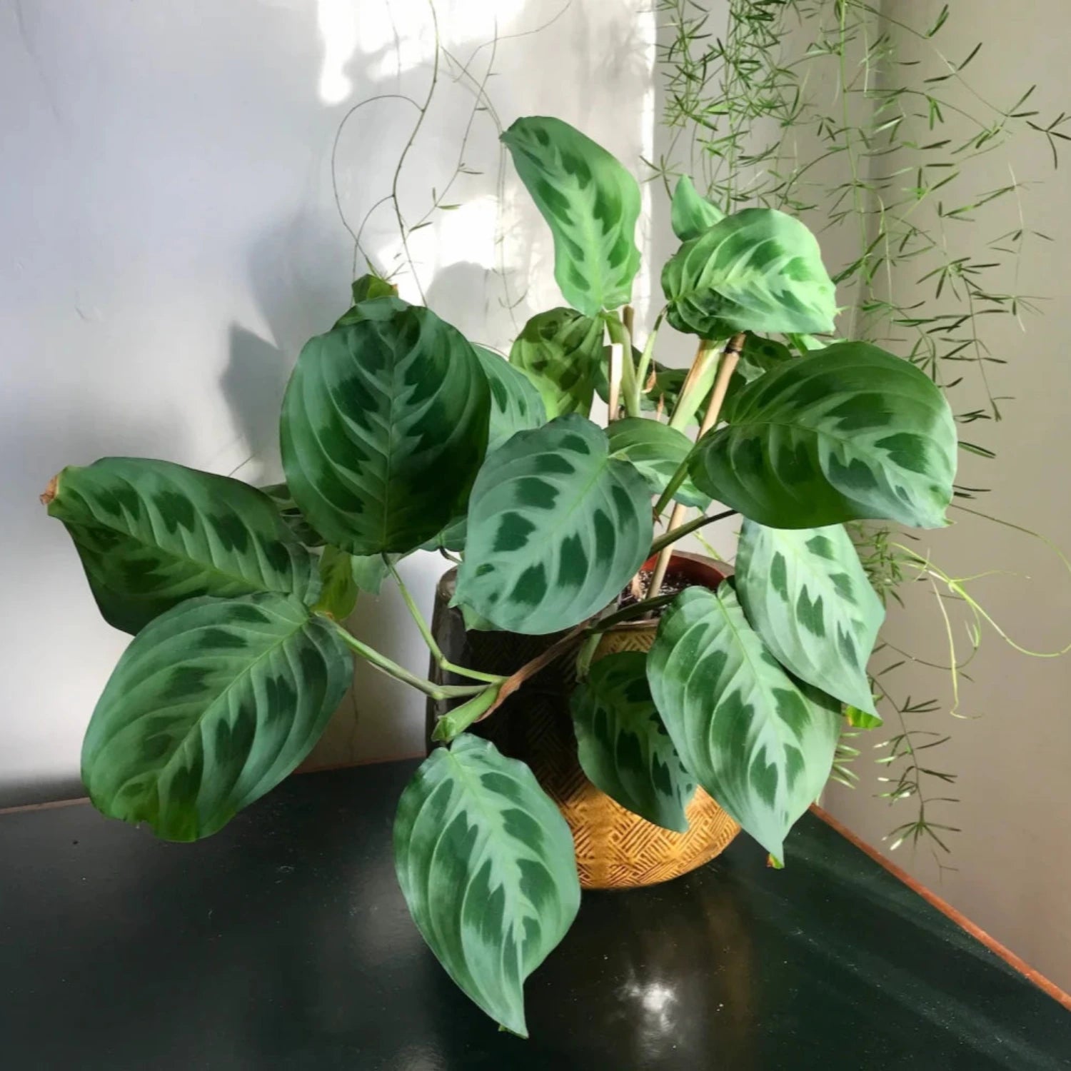 Green Maranta ‘Kerchoveana’ - 4''