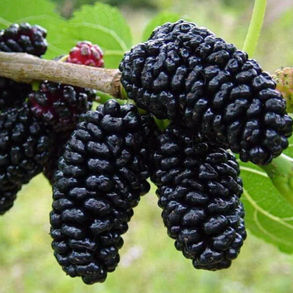 Mulberry Tree - 'Dwarf Everbearing' - 2 Plants