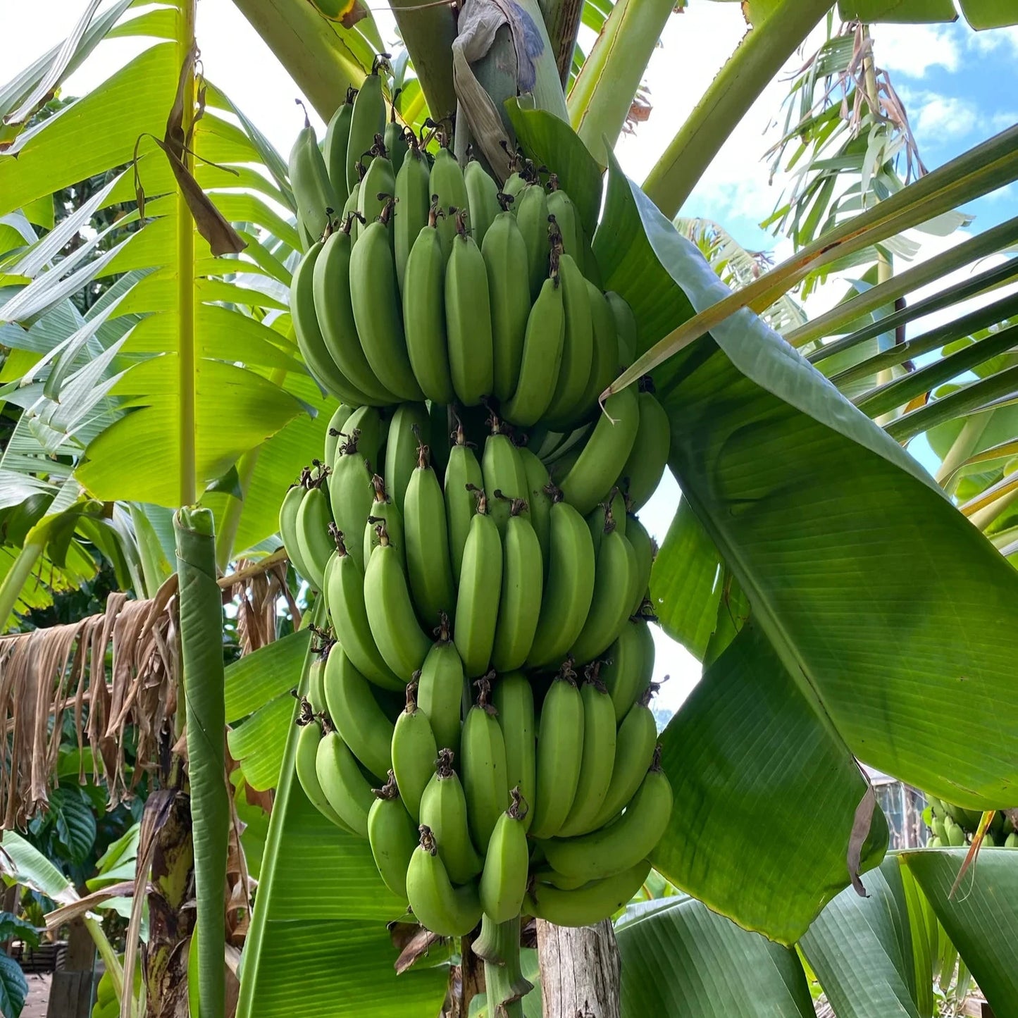 Musa - 'Gran Nain' - Banana Tree - Live Plant