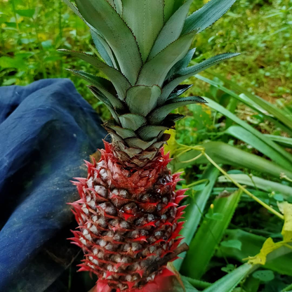 Florida Ananas Comosus