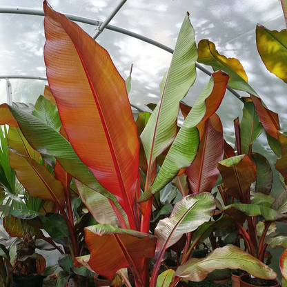 Ensete Maurelii - Red Abyssinian Banana