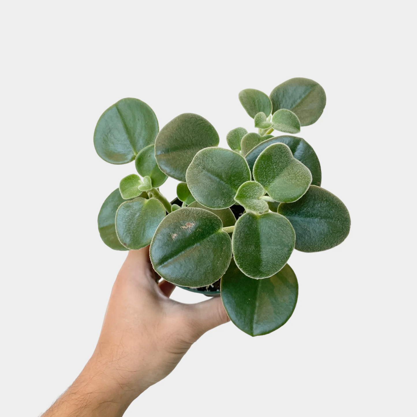 Peperomia Incana - 4''