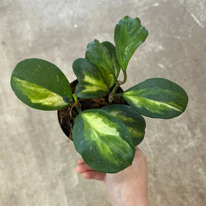 Hoya Kerrii 'Inner Variegated' - 4"