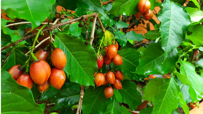 PEANUT BUTTER TREE/RARE FRUIT TREE 2 (BUNCHOSIA GLANDULIFERA)