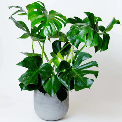 Monstera Split Leaf - 2"