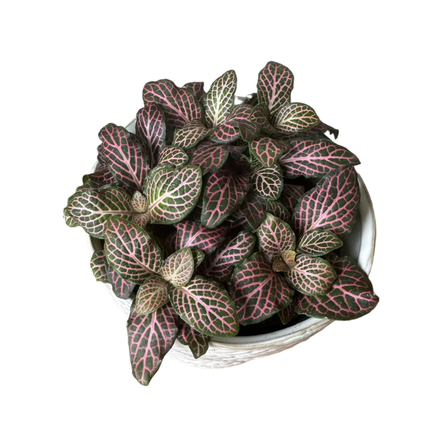 Pink Fittonia - 6"