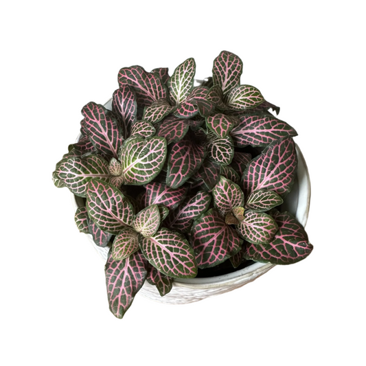 Pink Fittonia - 2"