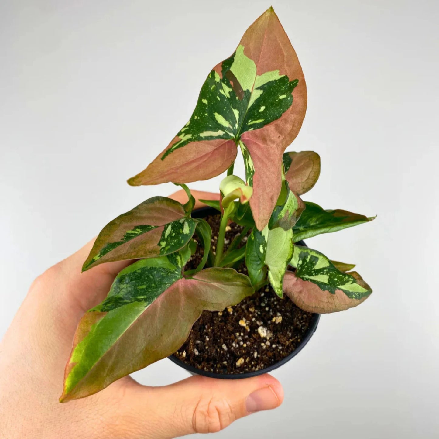 Tricolor Syngonium - 4''