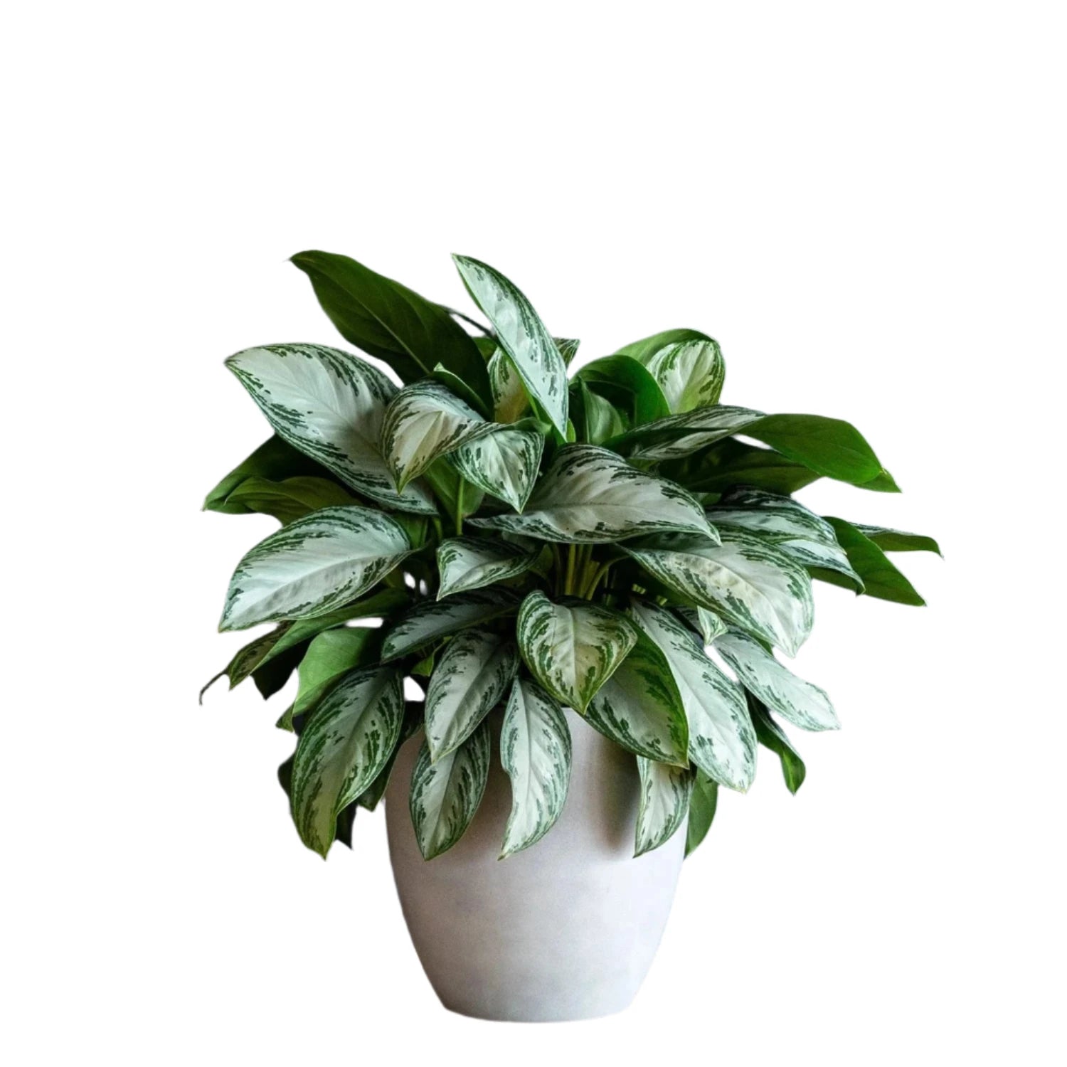 Aglaonema Silver Bay - 6"