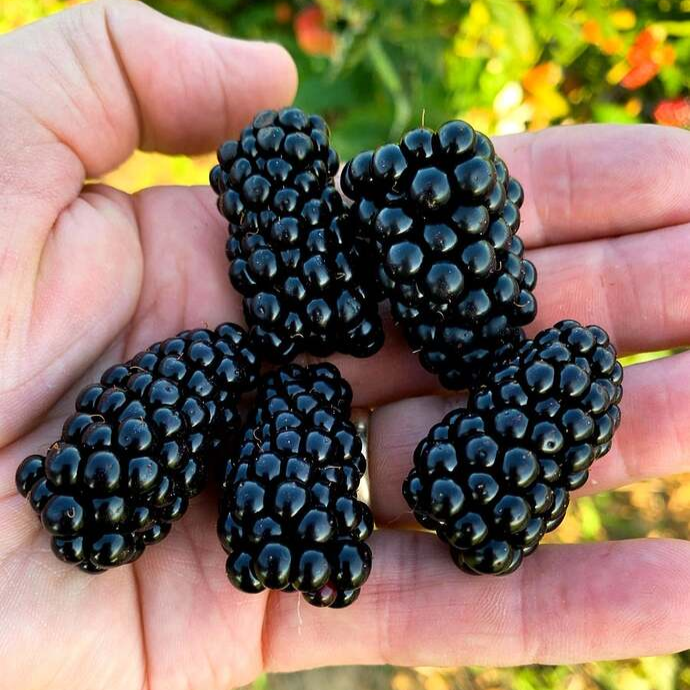 Blackberry Live Plants Thornless “Von” 8 Plants