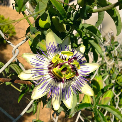 Passion Flower Possum Purple And Granadilla. 1 Sirenyevi And 1 Yellow Long Neck