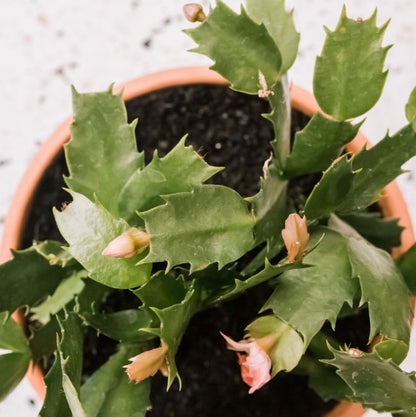 Zygocactus Yellow (Limelight Christmas Cactus) - 4''