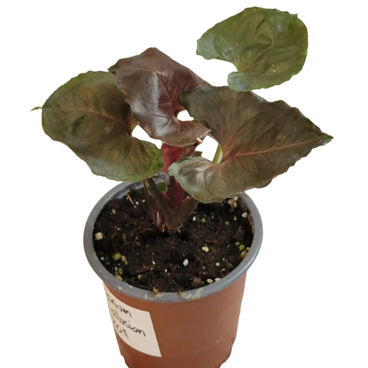 Syngonium Plum Allusion - 4''