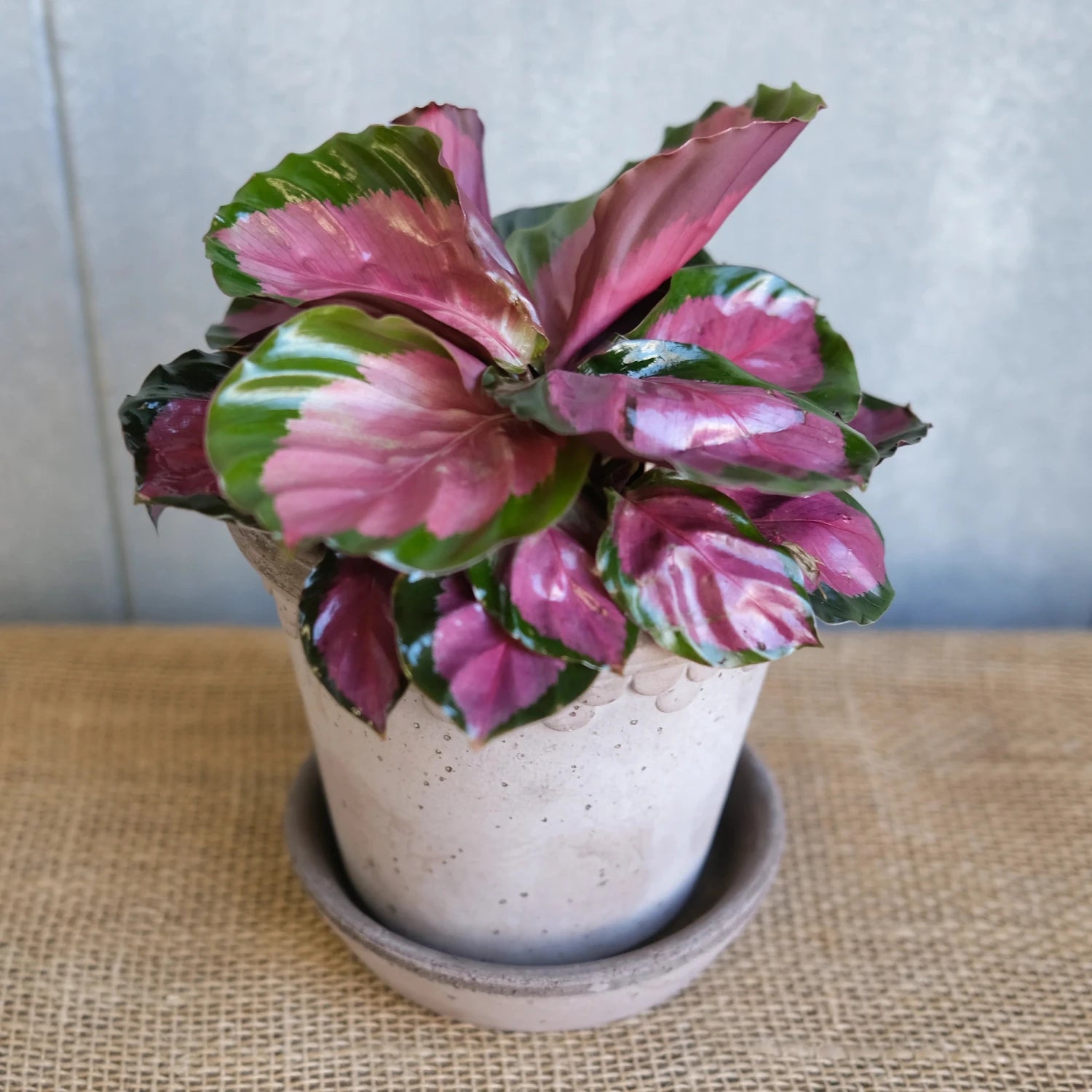 Calathea Roseopicta - 4"