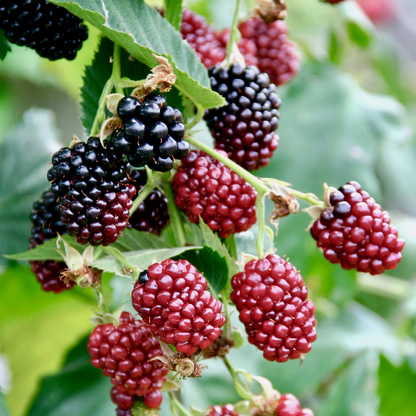 2 Nantahala Raspberry Plants 2 Boysenberry Plants