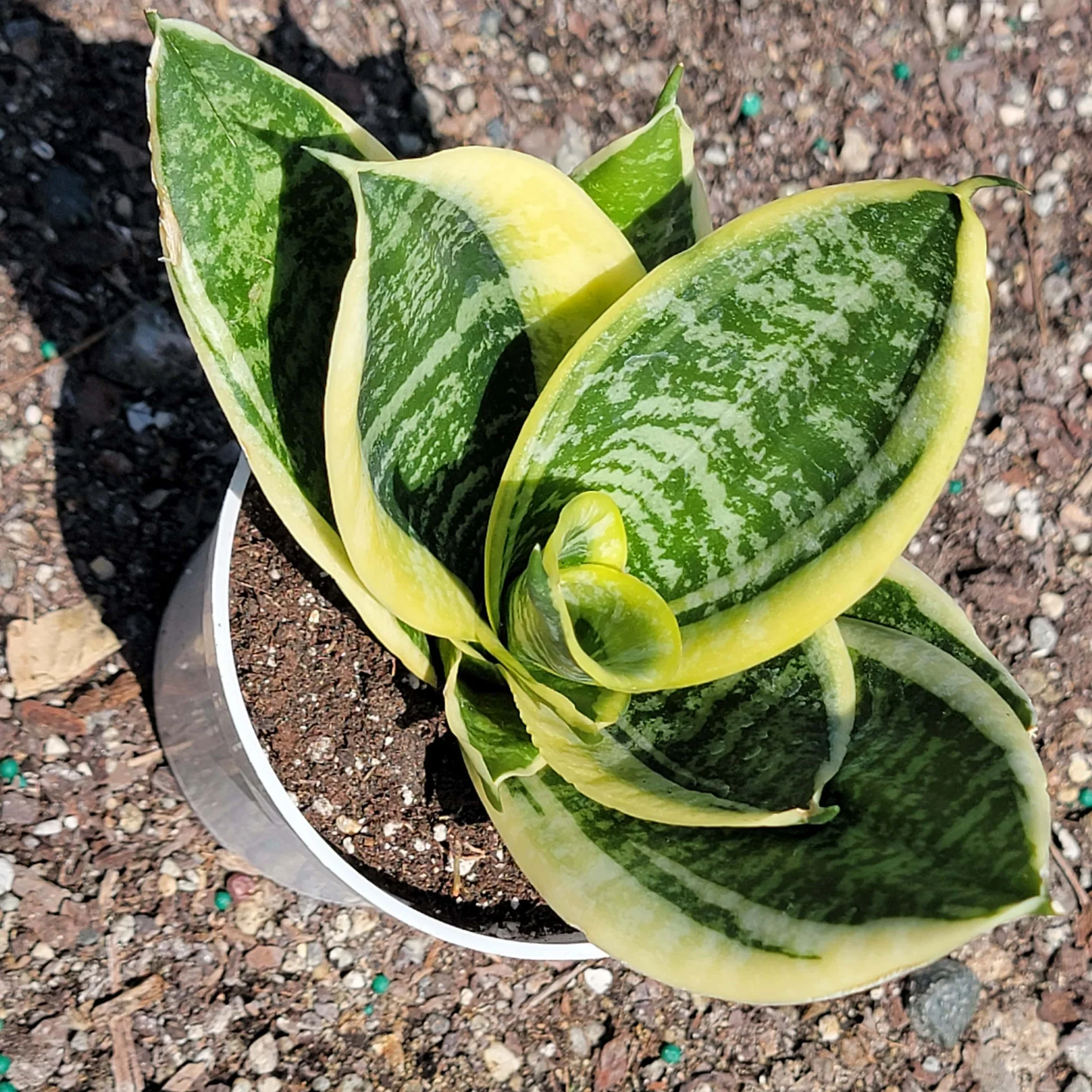 Sansevieria Misty Star - 4''