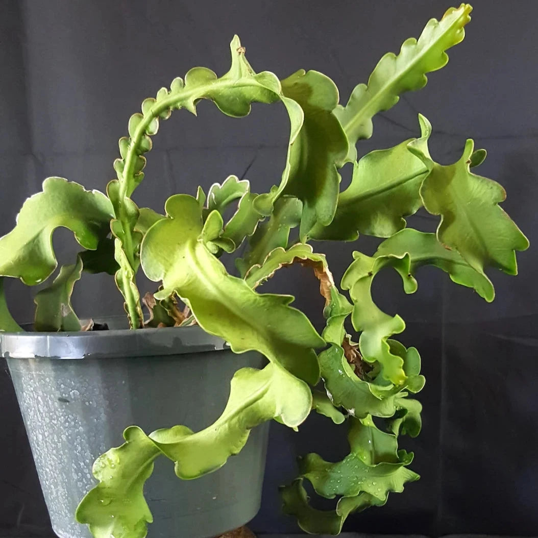 Epiphyllum (Curly Sue) Orchid Cactus -4''