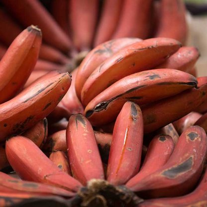 Red Dacca Banana Plant - Live Plant - aka Cuban Red Banana Plant