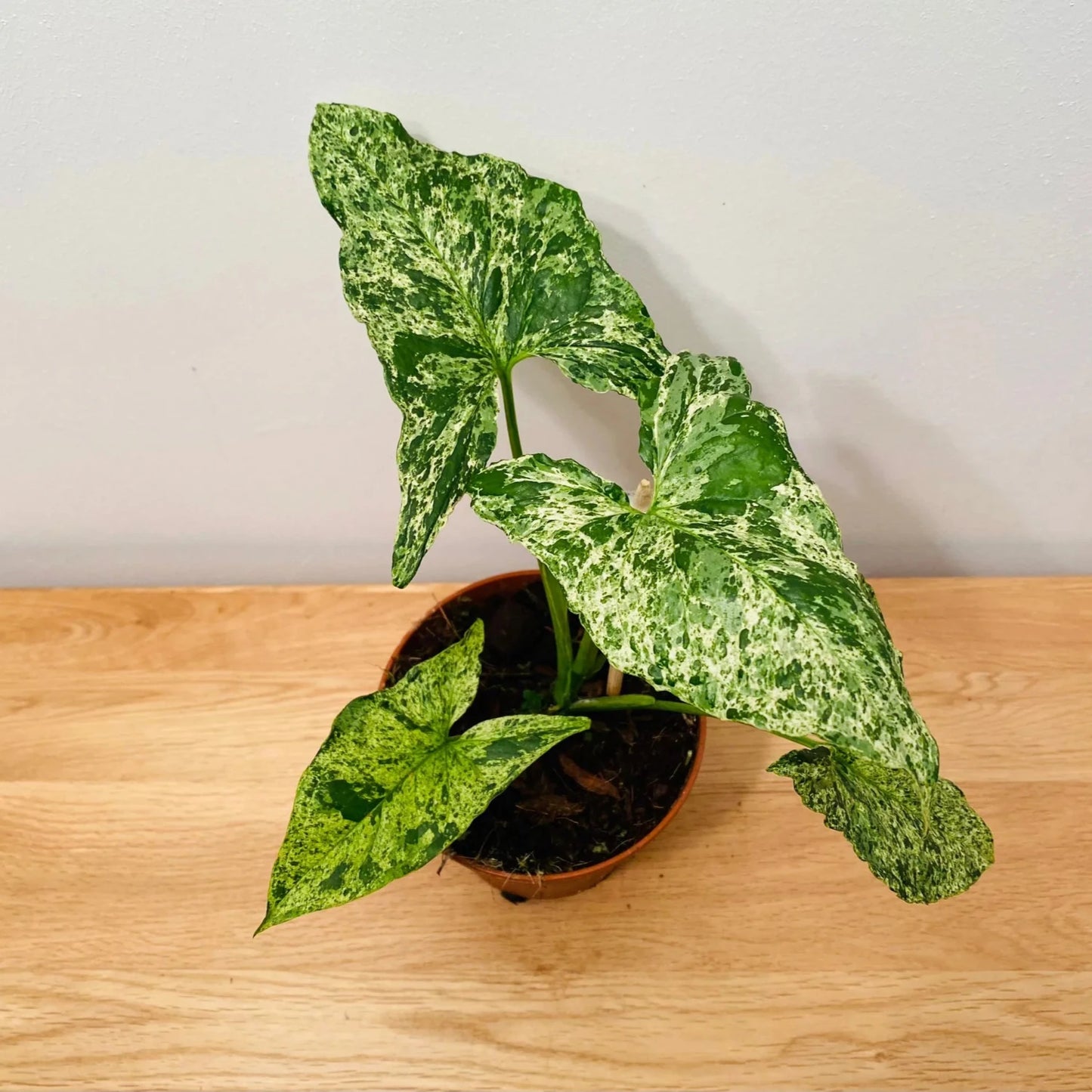 Syngonium Mojito -4''