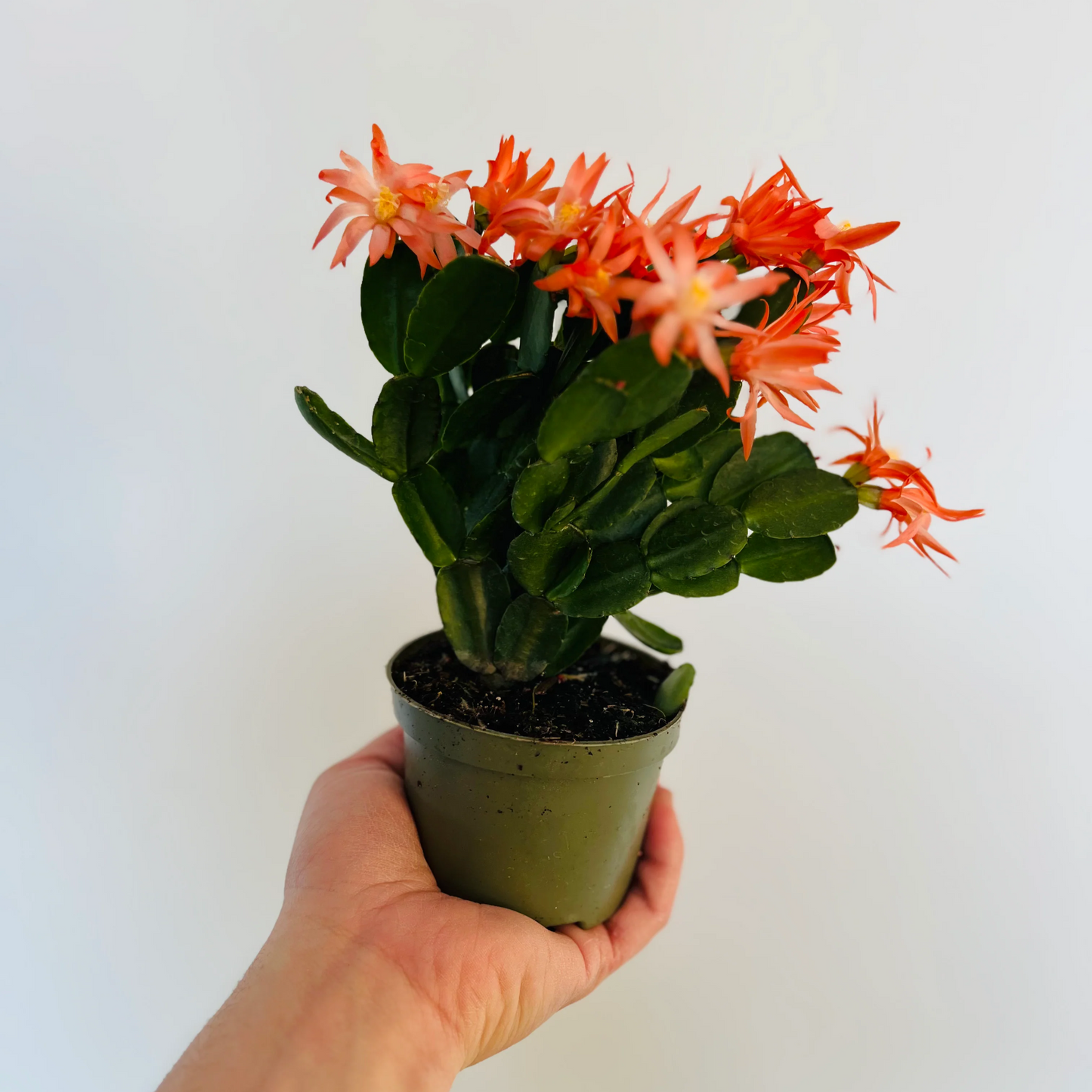 Spring Cactus - 4" (Surprise Color Bloom)