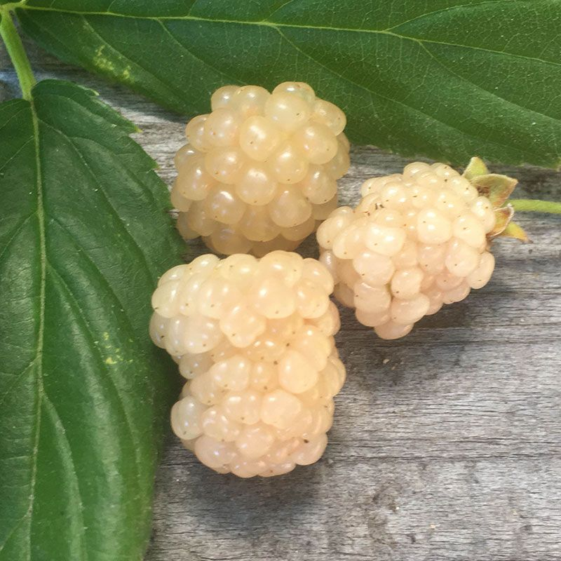 White Blackberry 10 plants. “Snowbank” Very Sweet