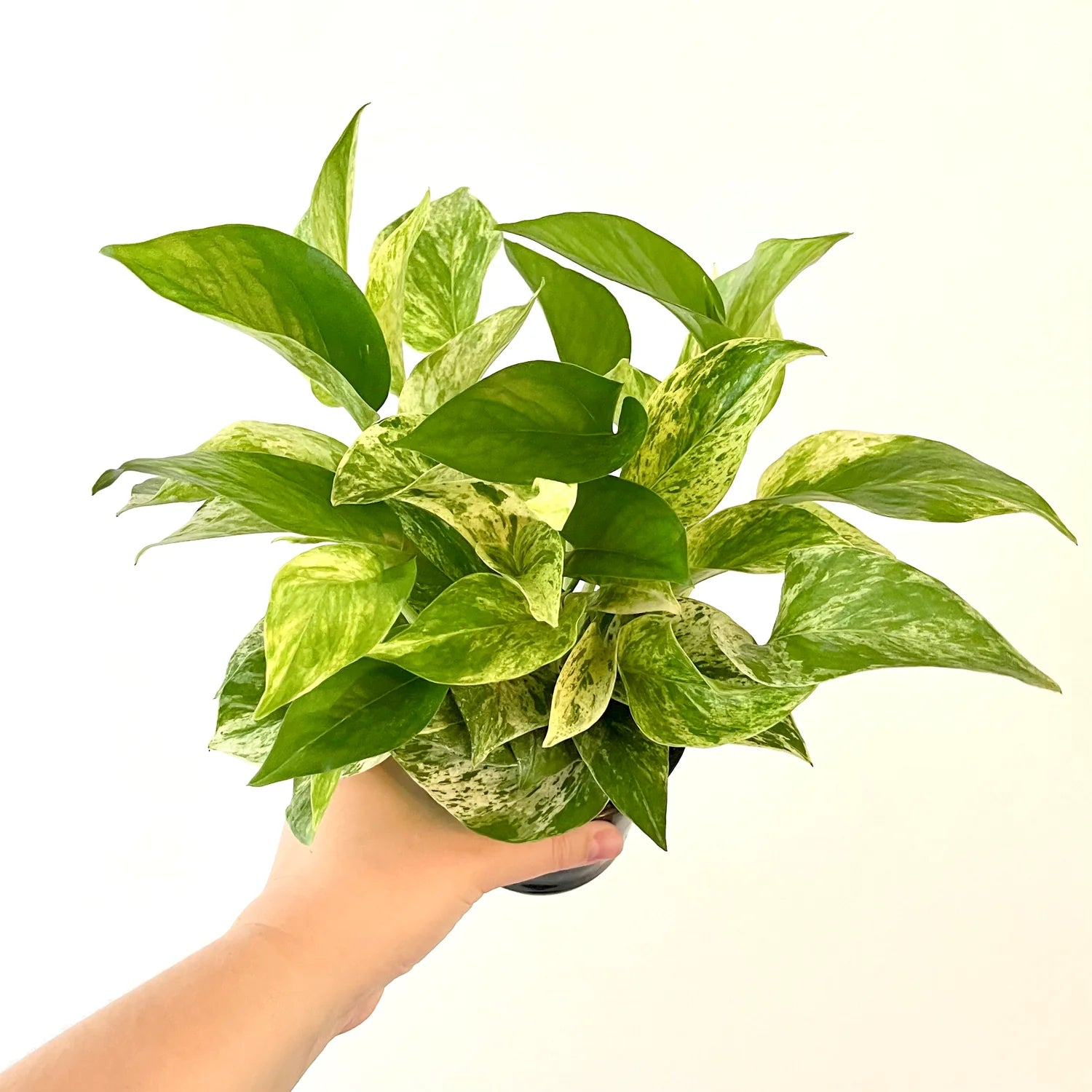 Marble Queen Pothos - 2"