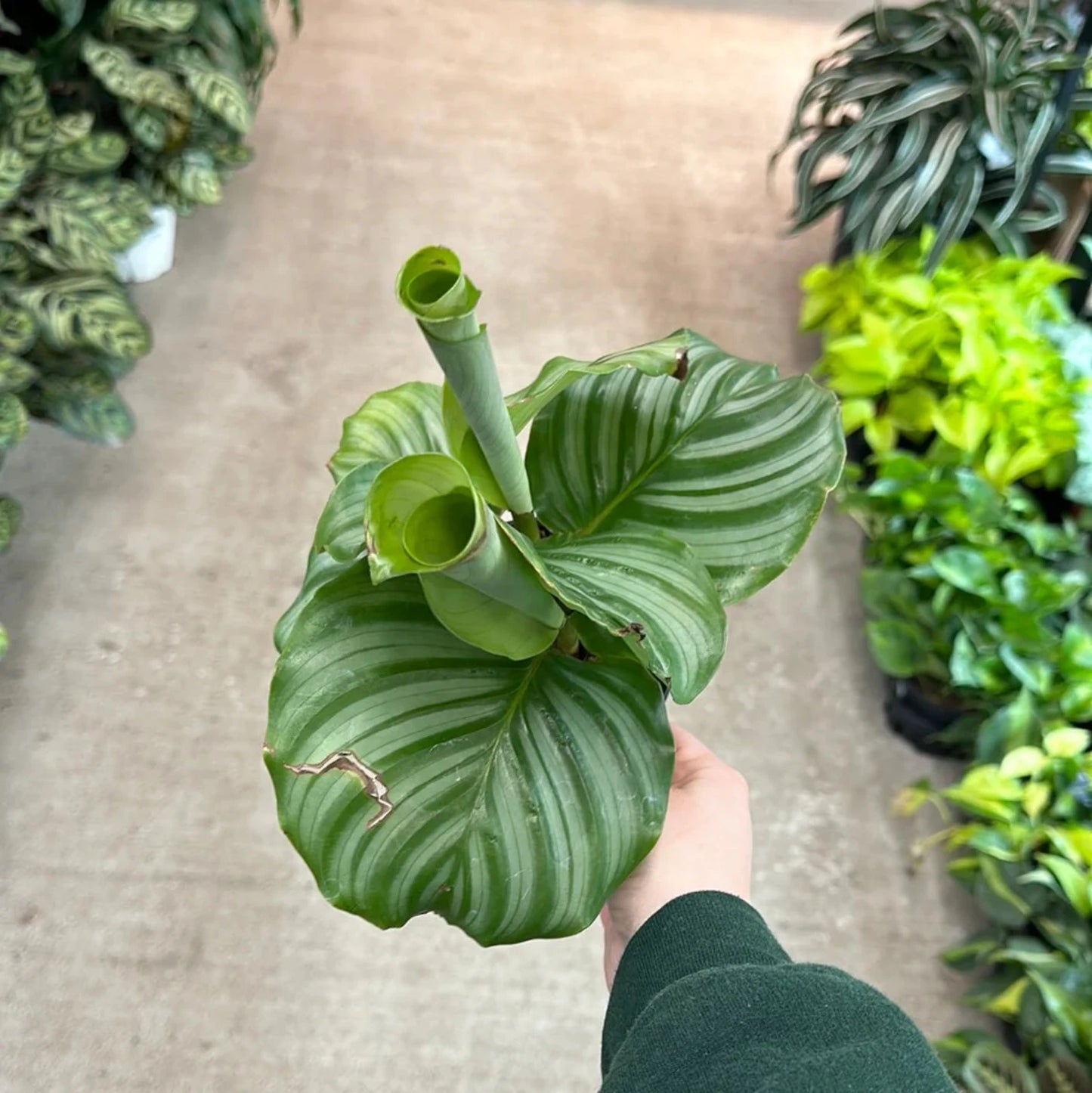 Calathea Orbifolia - 4''