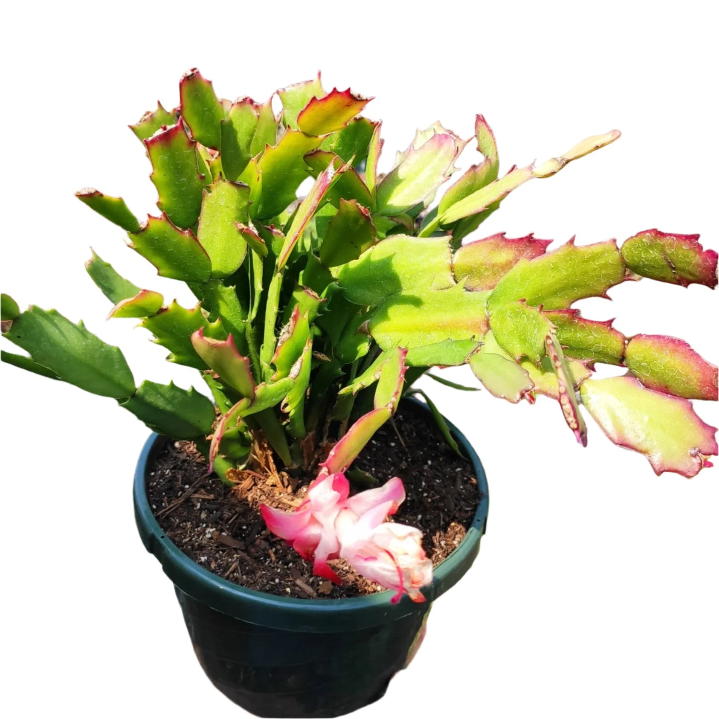 Zygocactus Rose Light Pink Christmas Cactus - 4''