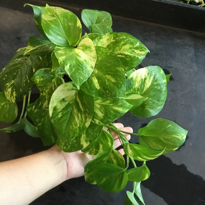 Golden Pothos (Epipremnum Aureum) - 4''