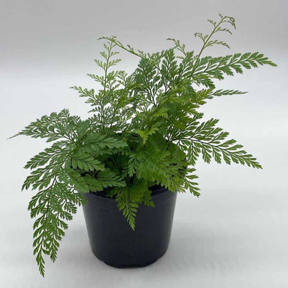 Rabbit's Foot Fern - 4''