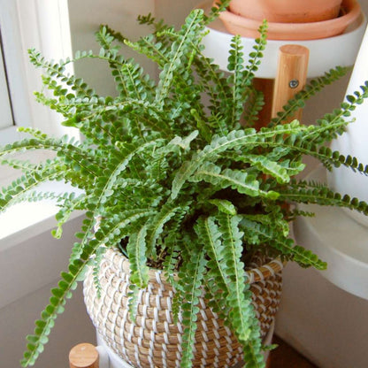 Button Fern - 4''