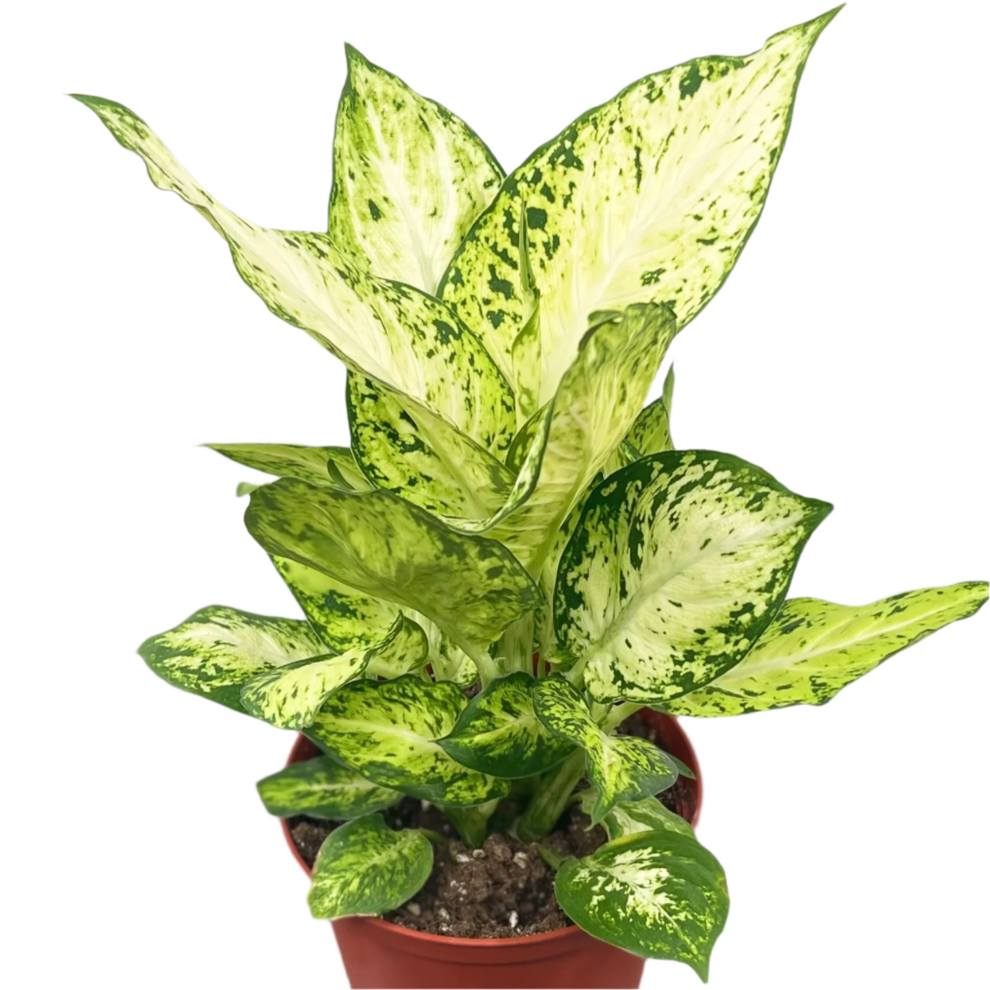 Dieffenbachia Amy - 6''