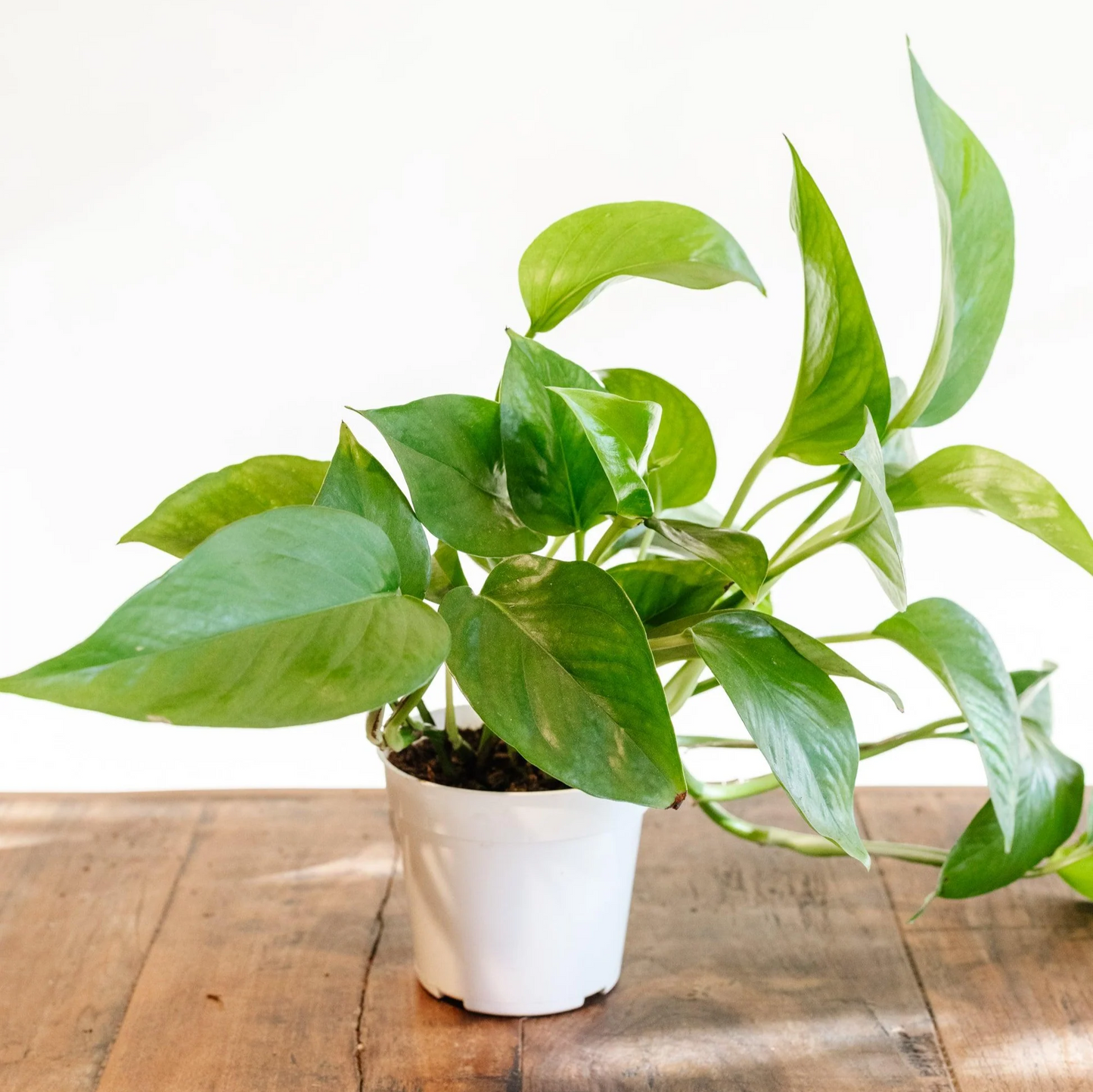 Green Queen Pothos - 6"