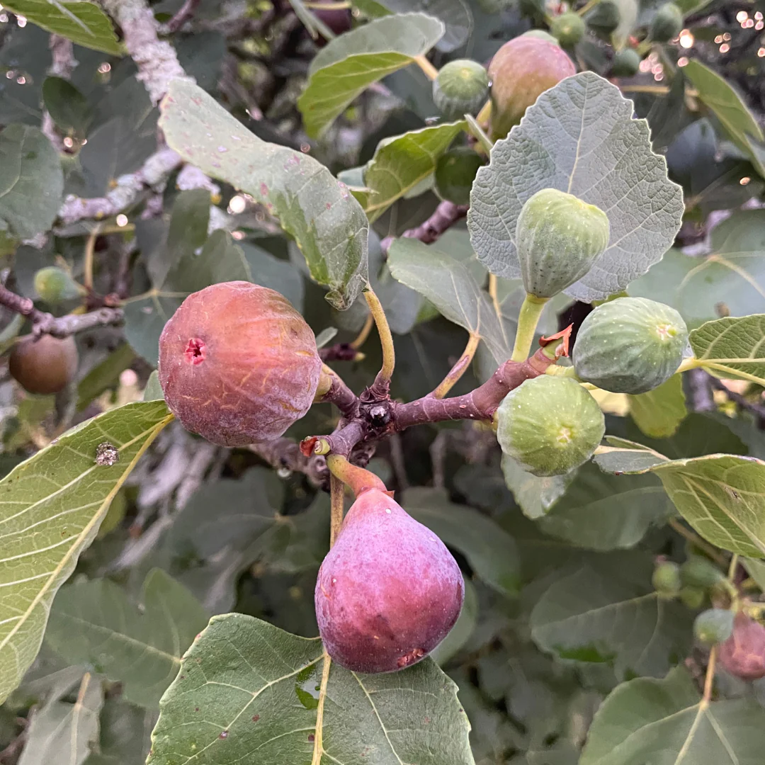 Fig Tree Edible Live 2 Plants : Violet De Bordeaux And Olympian