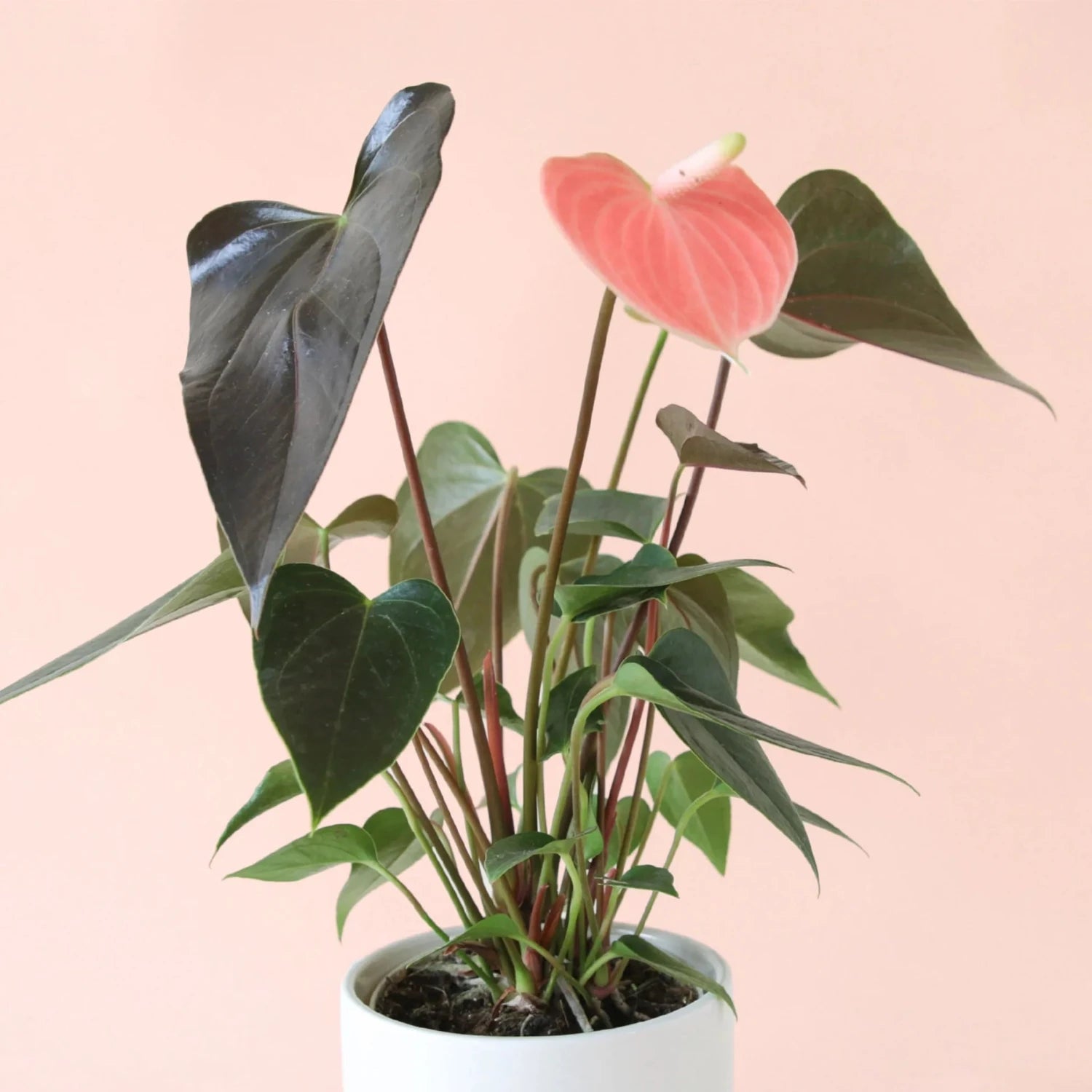 Rainbow Anthurium - 4"