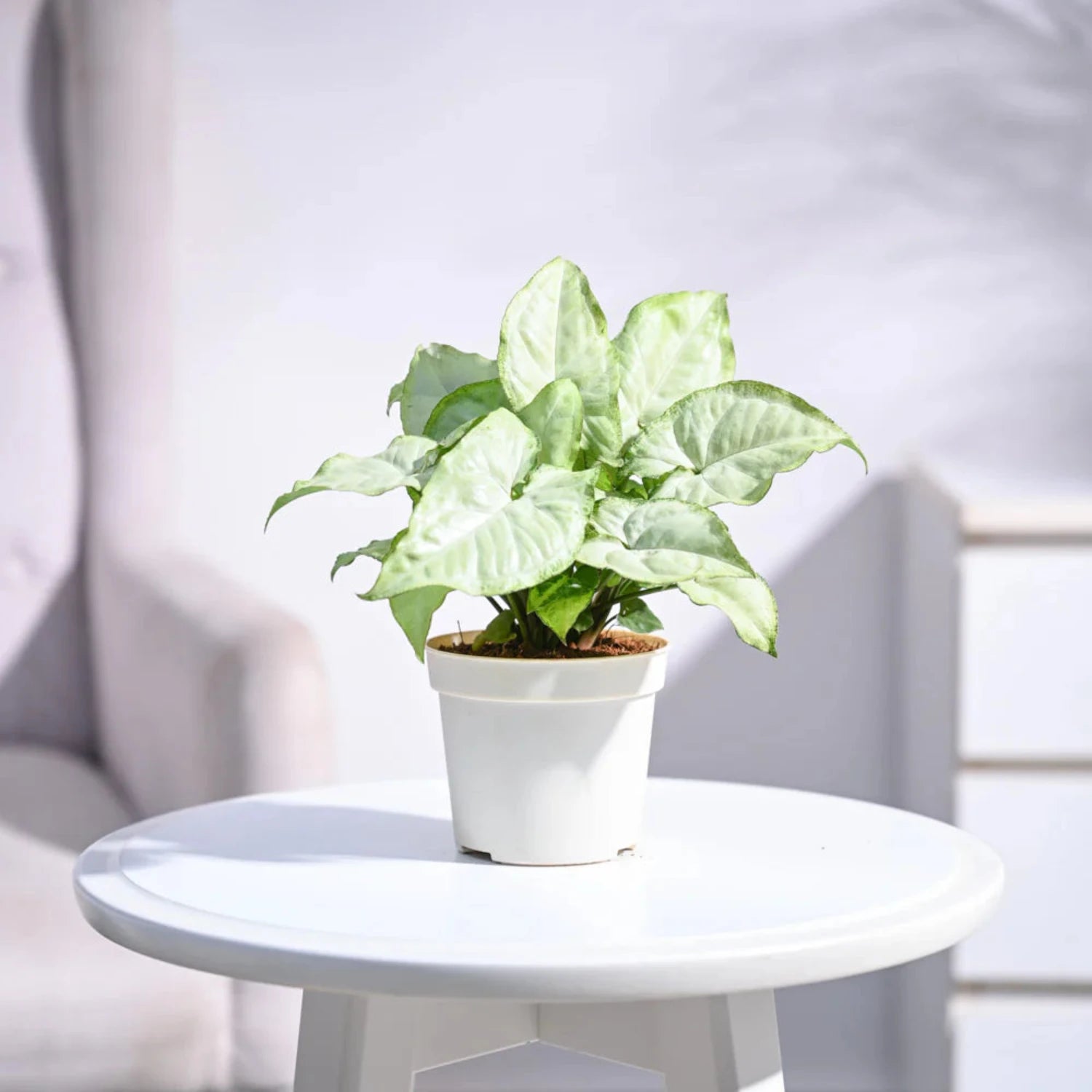 Syngonium White Butterfly - 4''