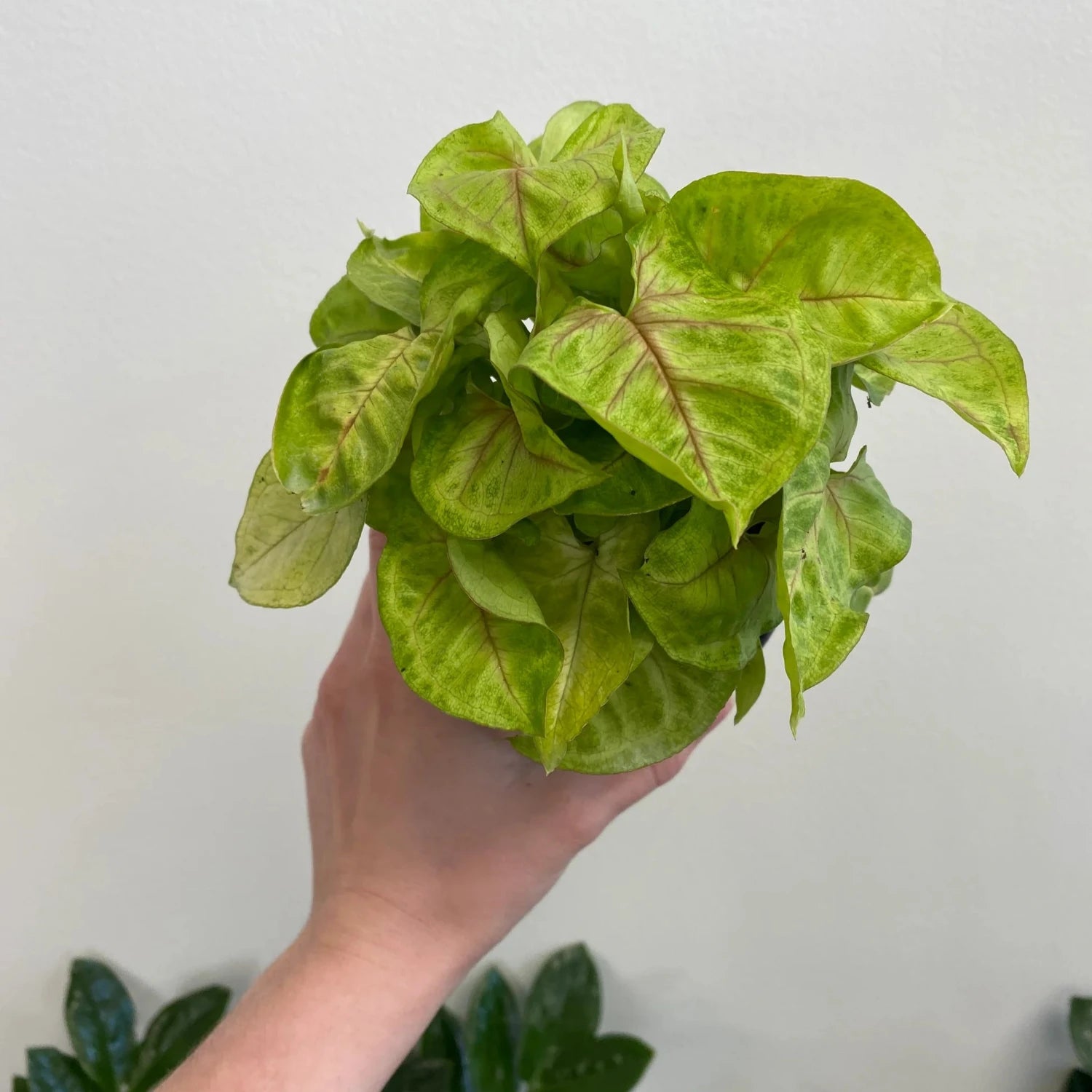 Creamsicle Syngonium Nephthytis - 2''