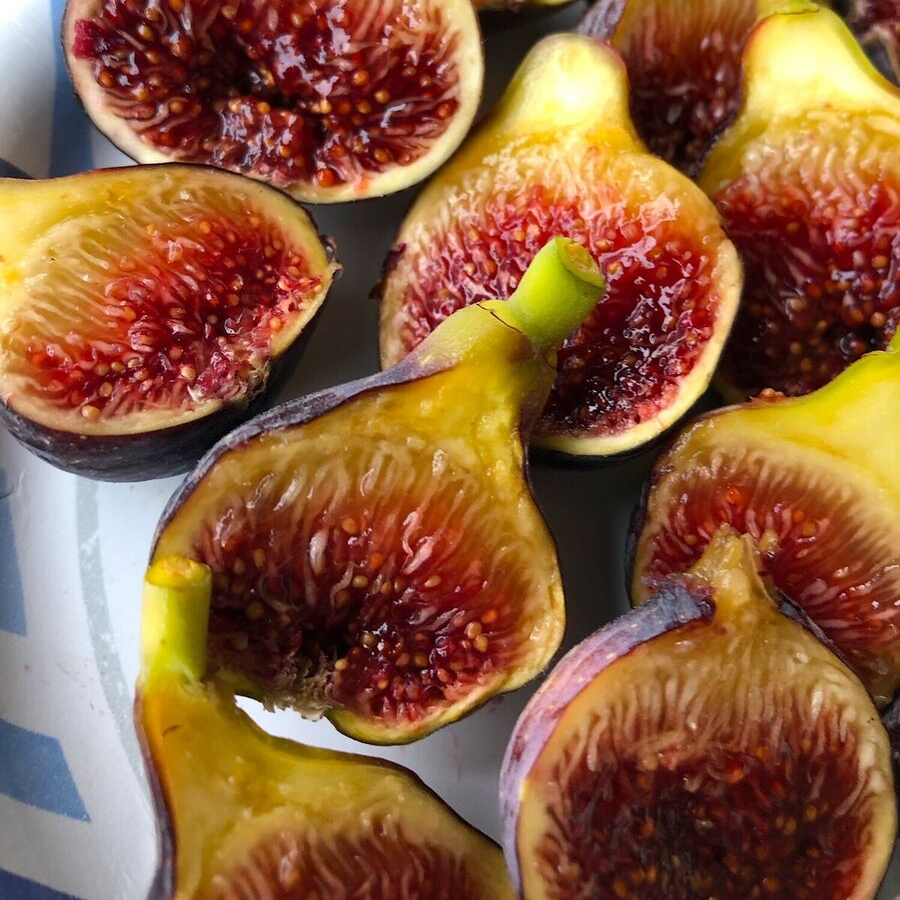 Fignomenal Fig (Ficus carica) LOWEST PRICE - Edible Fig