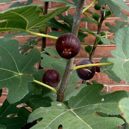 Fig Tree "Chicago Hardy" 2 starter plants