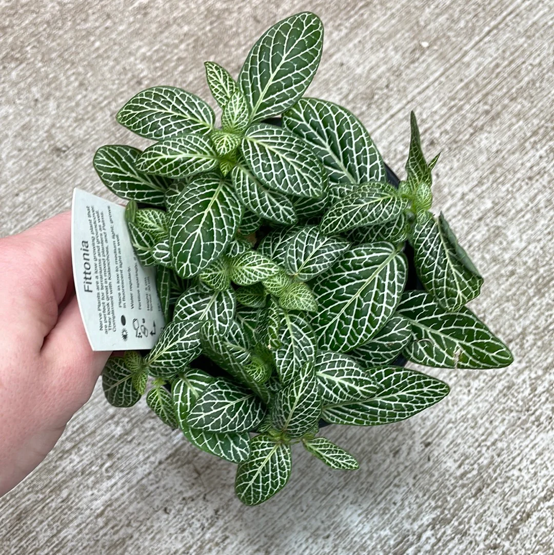 White Nerve Fittonia - 4"