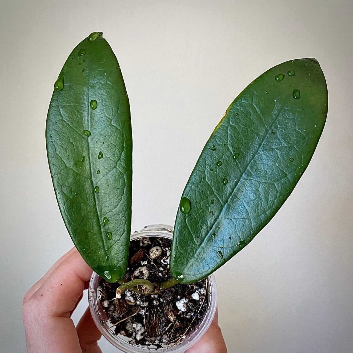 Hoya Meliflua ssp. Fraterna - 4"