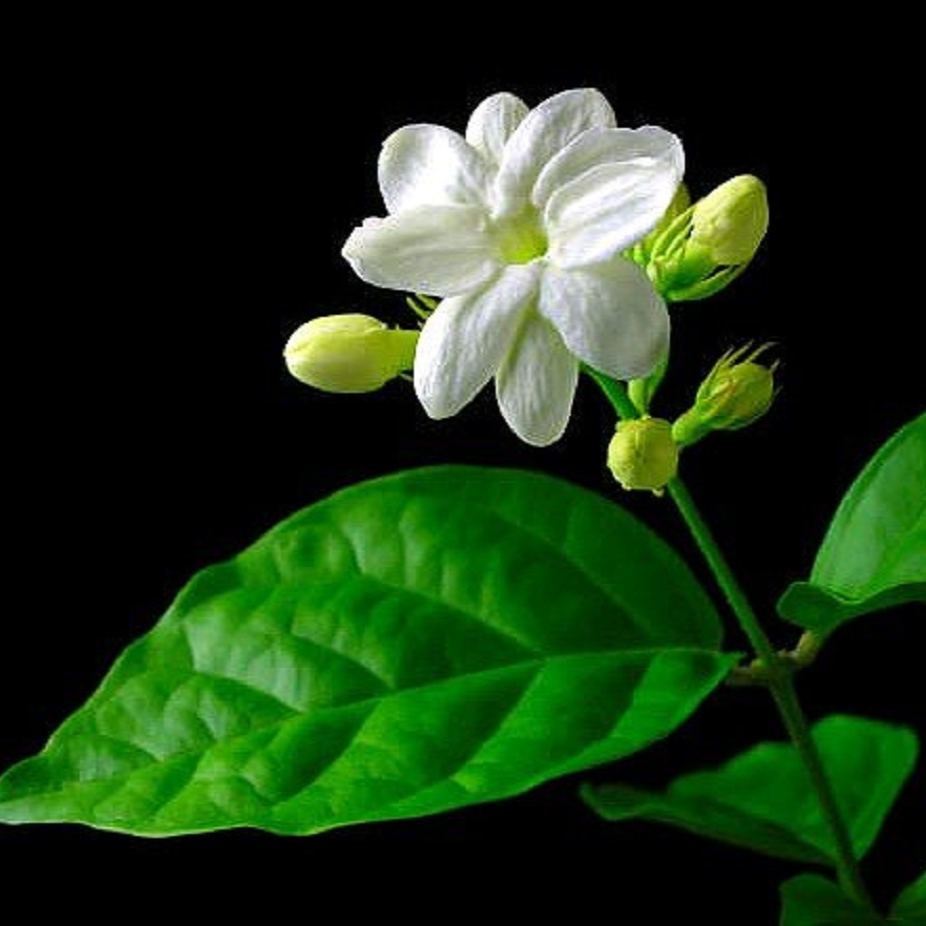 Arabian Jasmine Sambac - 4"