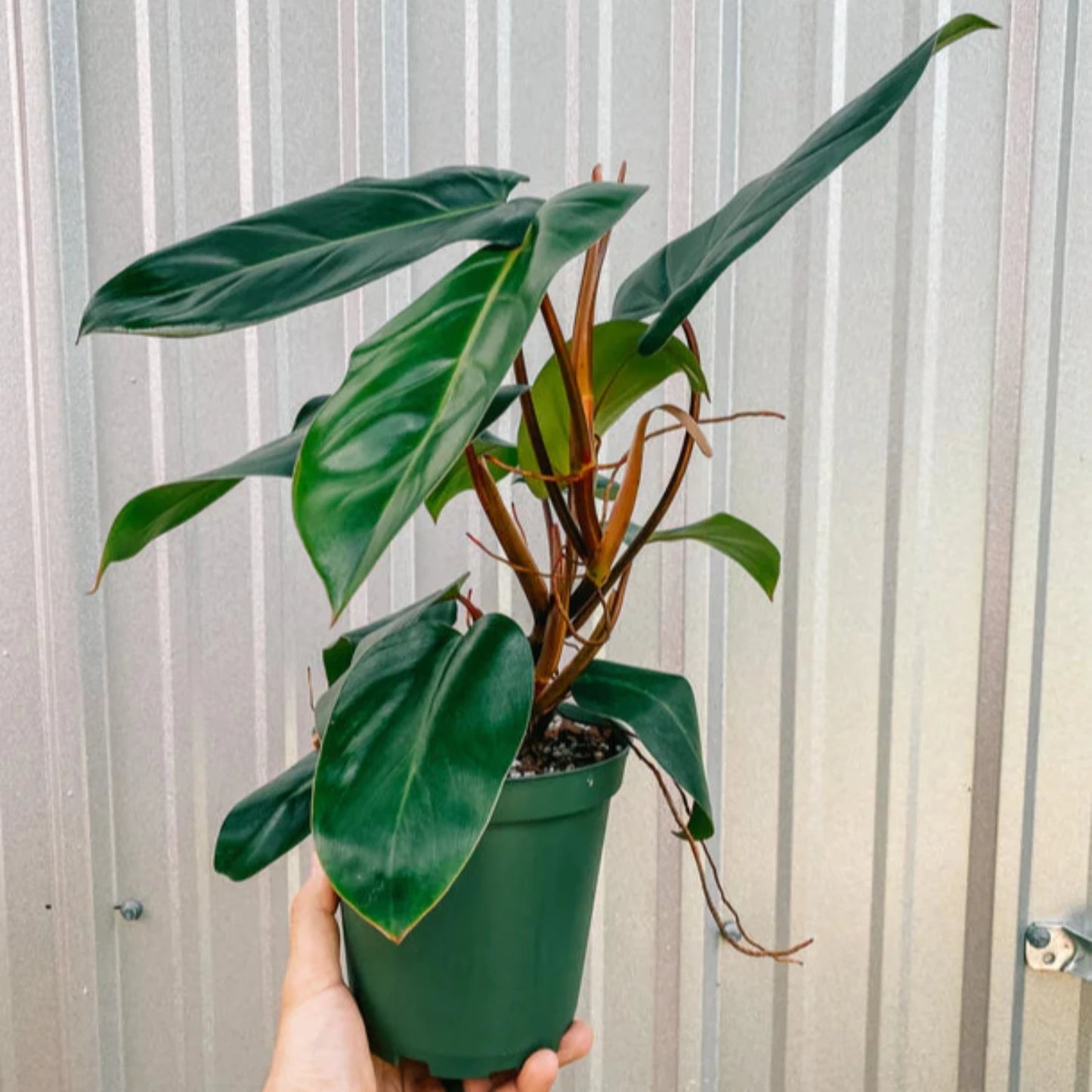 Philodendron Emerald green - 6''