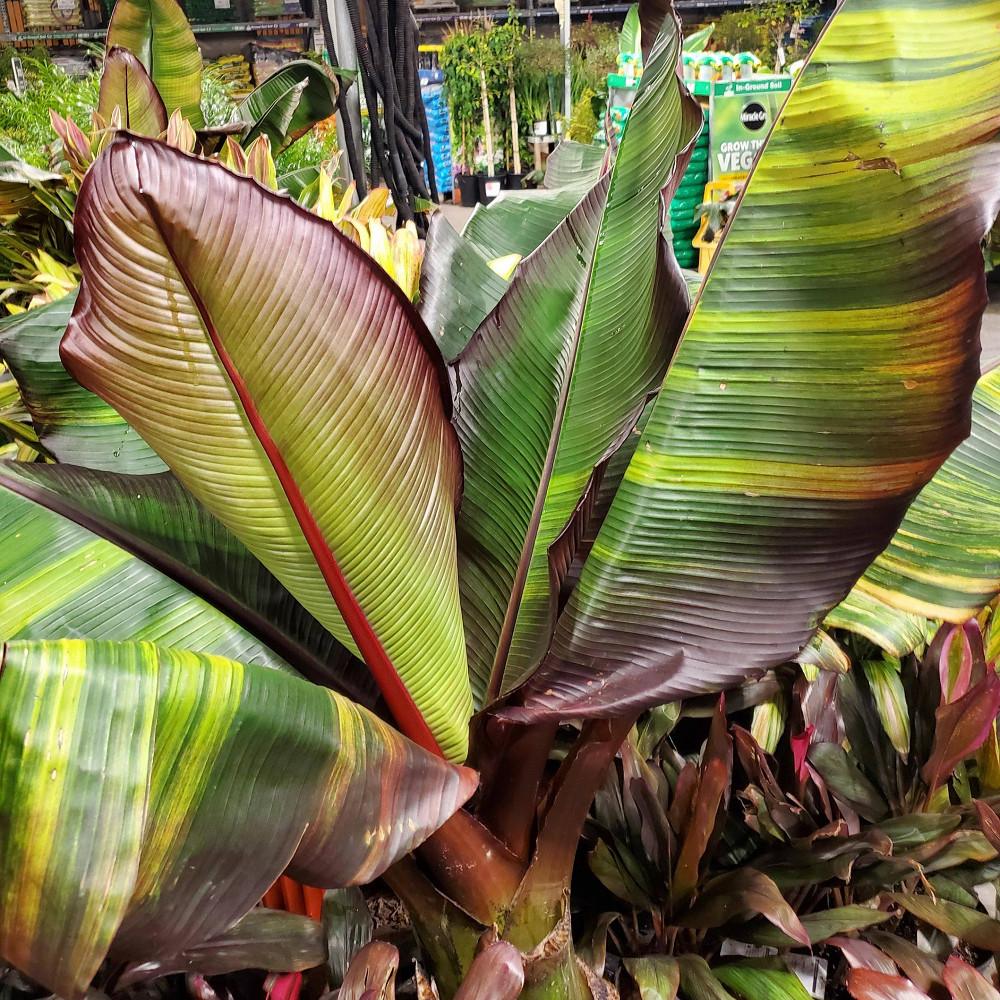 Ensete Maurelii - Red Abyssinian Banana 