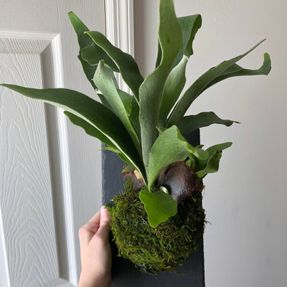 Staghorn Fern (Hanging Plant) - 6''