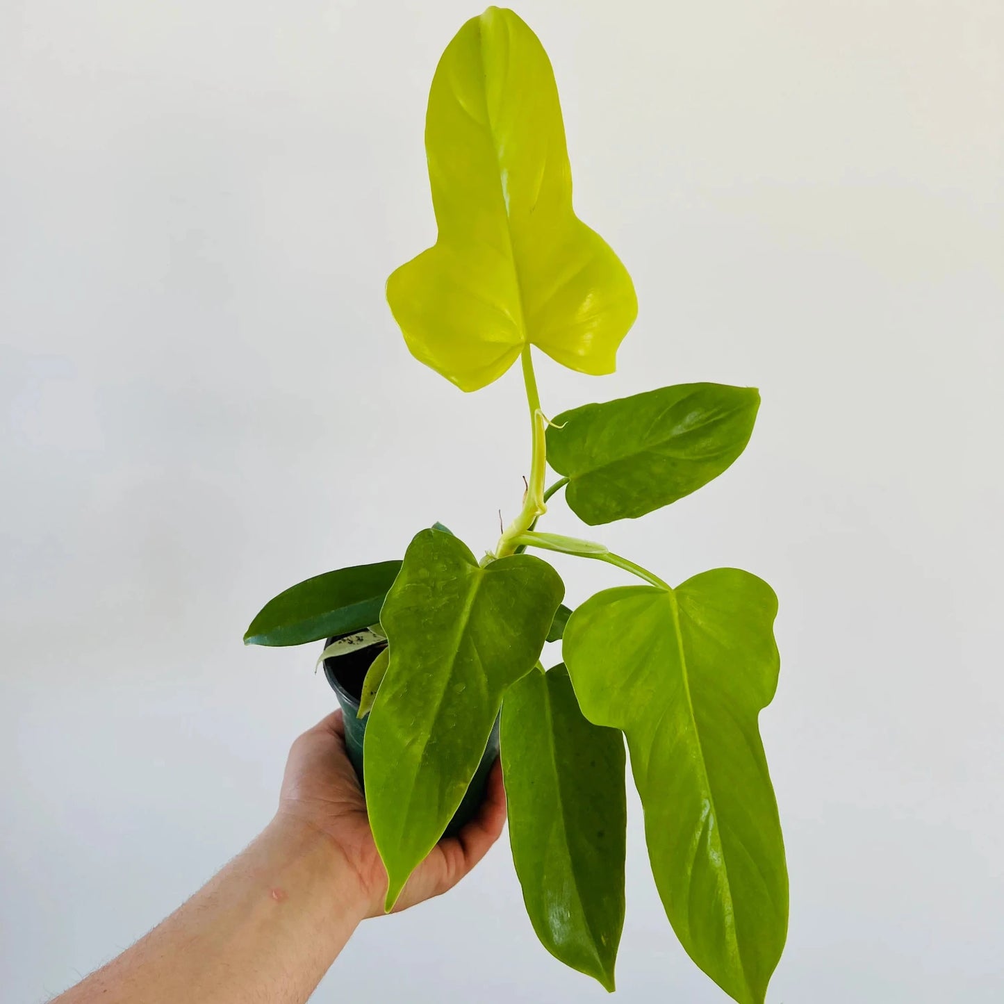 Philodendron Bipennifolium - 4"